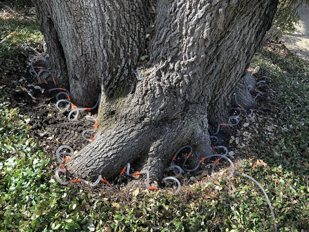 Detailed Tree Cabling and Bracing job site in Waltonville