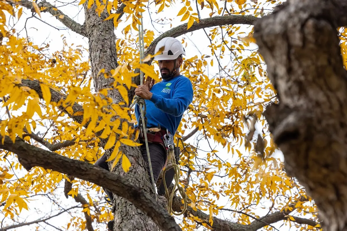 Skilled Tree Planting crew working in Waltonville